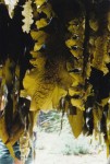 Kombu royale sauvage au sel, 250g
